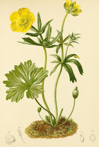 Pflanzenbild gross Berg-Hahnenfuss - Ranunculus montanus aggr.
