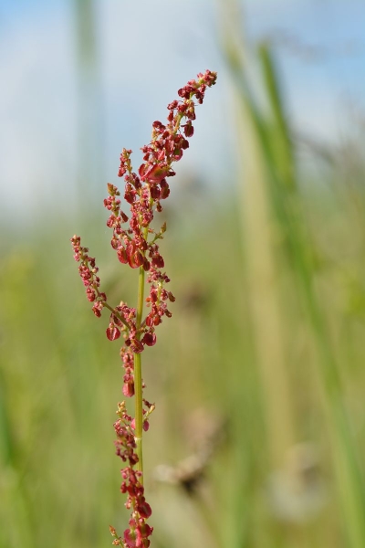 Pflanzenbild gross Wiesen-Sauerampfer - Rumex acetosa