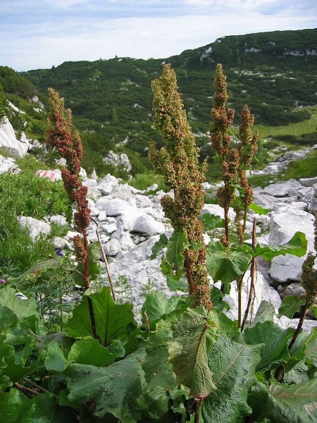 Pflanzenbild gross Alpen-Ampfer - Rumex alpinus