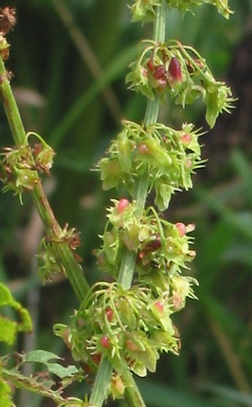 Pflanzenbild gross Stumpfblättriger Ampfer - Rumex obtusifolius