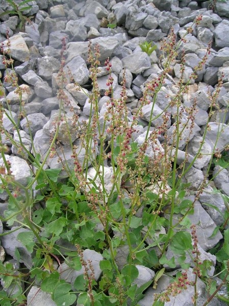 Pflanzenbild gross Schildblättriger Ampfer - Rumex scutatus