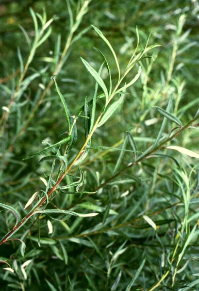 Pflanzenbild gross Lavendel-Weide - Salix elaeagnos