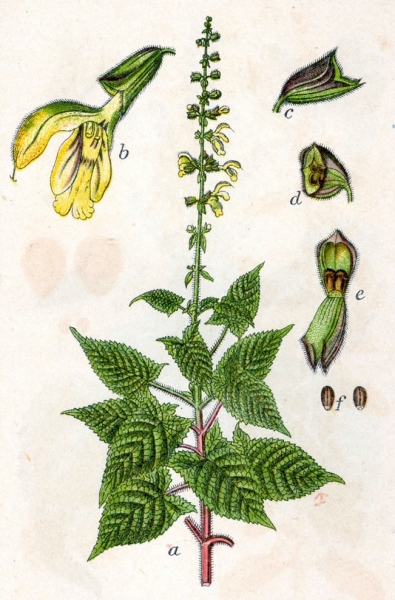 Pflanzenbild gross Klebrige Salbei - Salvia glutinosa