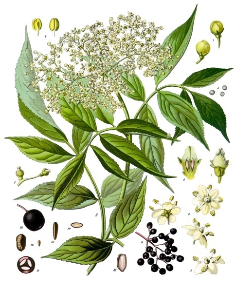 Pflanzenbild gross Schwarzer Holunder - Sambucus nigra