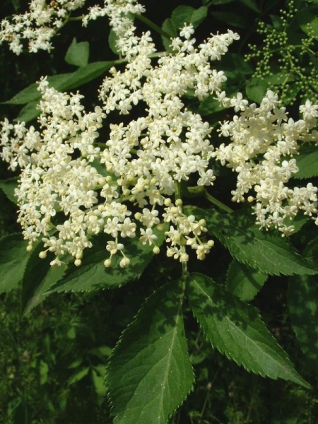 Pflanzenbild gross Schwarzer Holunder - Sambucus nigra