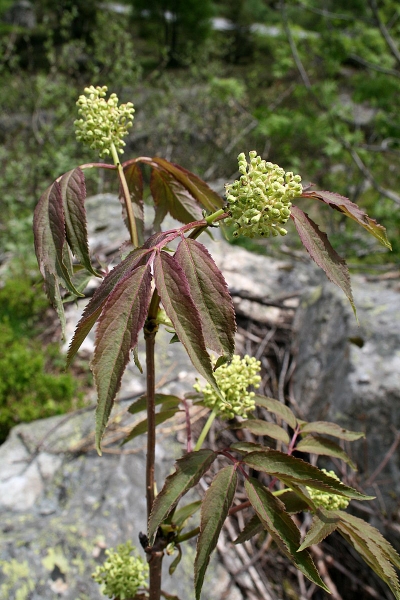 Pflanzenbild gross Roter Holunder - Sambucus racemosa