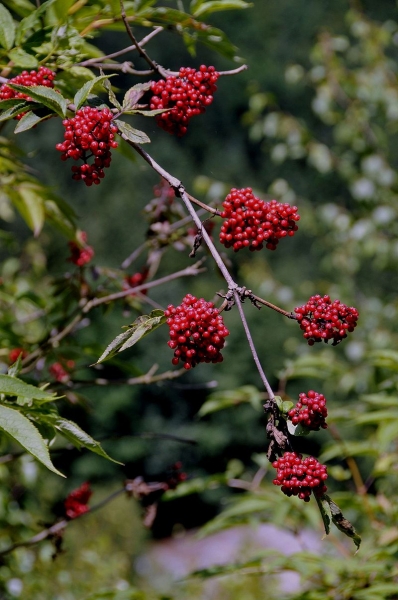 Pflanzenbild gross Roter Holunder - Sambucus racemosa