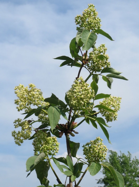 Pflanzenbild gross Roter Holunder - Sambucus racemosa