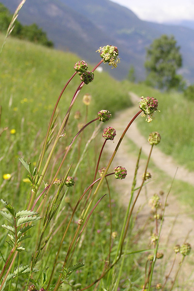 Pflanzenbild gross Kleiner Wiesenknopf - Sanguisorba minor