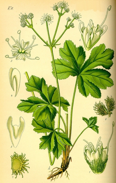 Pflanzenbild gross Sanikel - Sanicula europaea
