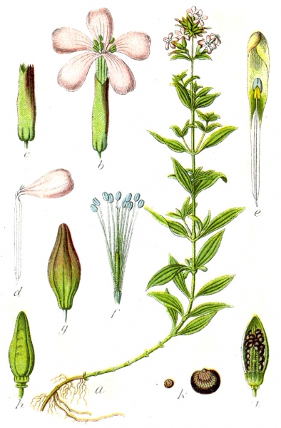 Pflanzenbild gross Echtes Seifenkraut - Saponaria officinalis