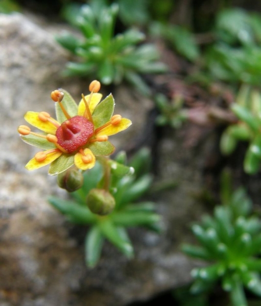 Pflanzenbild gross Bach-Steinbrech - Saxifraga aizoides