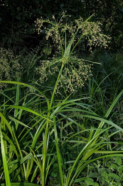 Pflanzenbild gross Waldbinse - Scirpus sylvaticus