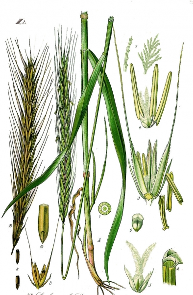 Pflanzenbild gross Roggen - Secale cereale