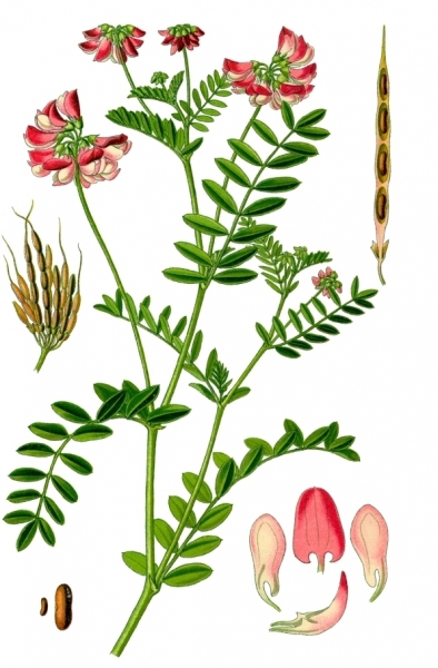 Pflanzenbild gross Bunte Kronwicke - Securigera varia