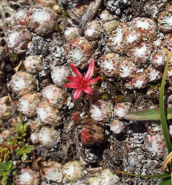Pflanzenbild gross Spinnweb-Hauswurz - Sempervivum arachnoideum
