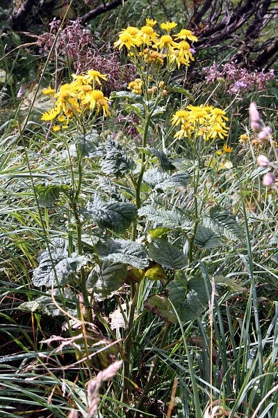 Pflanzenbild gross Alpen-Greiskraut - Senecio alpinus