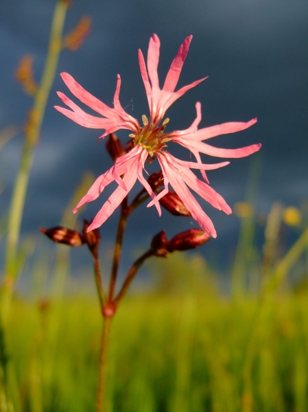 Pflanzenbild gross Kuckucks-Lichtnelke - Silene flos-cuculi