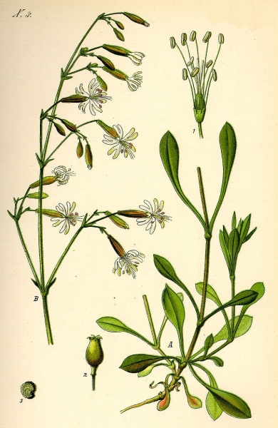 Pflanzenbild gross Nickendes Leimkraut - Silene nutans