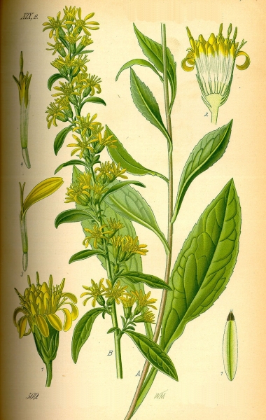 Pflanzenbild gross Echte Goldrute - Solidago virgaurea