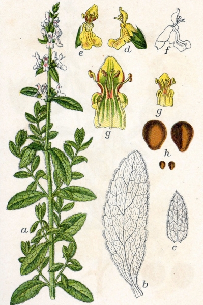 Pflanzenbild gross Aufrechter Ziest - Stachys recta
