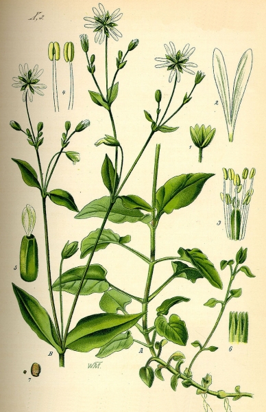 Pflanzenbild gross Hain-Sternmiere - Stellaria nemorum