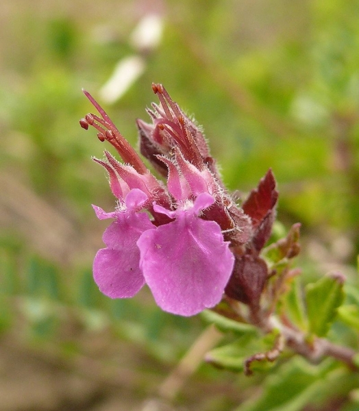 Pflanzenbild gross Edel-Gamander - Teucrium chamaedrys