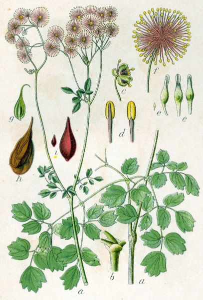 Pflanzenbild gross Akeleiblättrige Wiesenraute - Thalictrum aquilegiifolium
