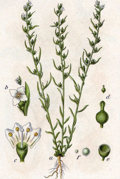 Pflanzenbild gross Alpen-Bergflachs - Thesium alpinum