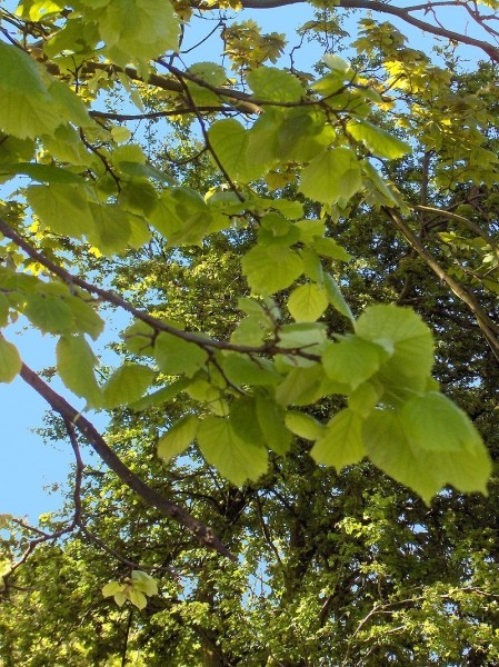 Pflanzenbild gross Sommer-Linde - Tilia platyphyllos