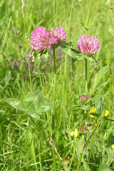 Pflanzenbild gross Rot-Klee - Trifolium pratense