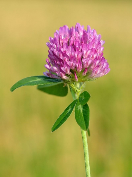 Pflanzenbild gross Rot-Klee - Trifolium pratense