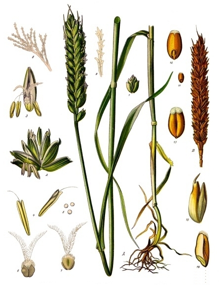 Pflanzenbild gross Saat-Weizen - Triticum aestivum