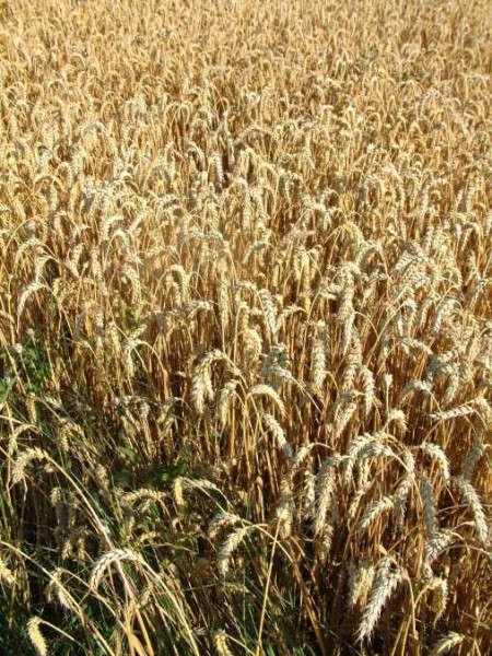 Pflanzenbild gross Saat-Weizen - Triticum aestivum