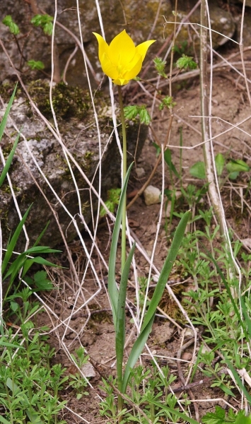 Pflanzenbild gross Weinberg-Tulpe - Tulipa sylvestris