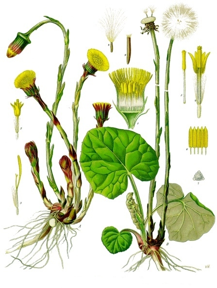Pflanzenbild gross Huflattich - Tussilago farfara