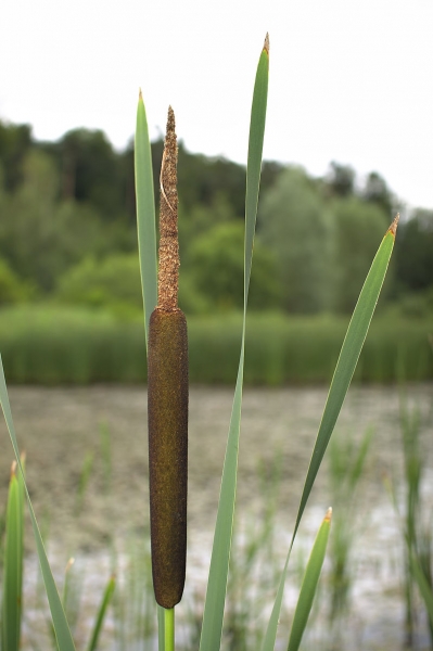 Pflanzenbild gross Breitblättriger Rohrkolben - Typha latifolia