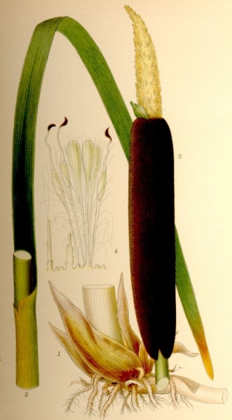 Pflanzenbild gross Breitblättriger Rohrkolben - Typha latifolia