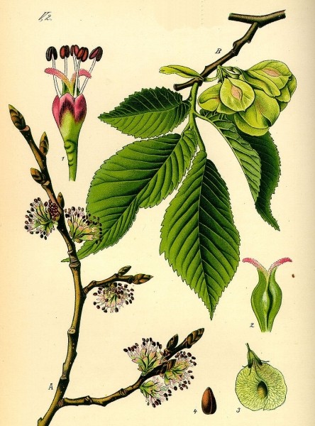 Pflanzenbild gross Feld-Ulme - Ulmus minor