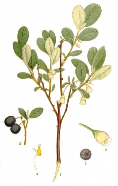 Pflanzenbild gross Rauschbeere - Vaccinium uliginosum aggr.