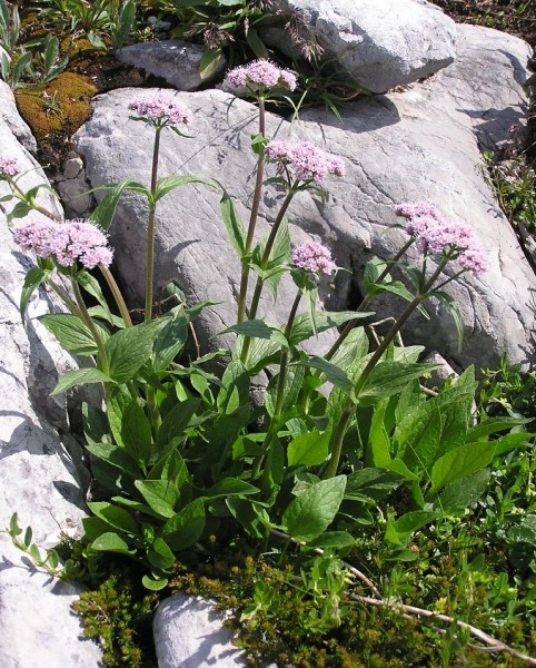 Pflanzenbild gross Berg-Baldrian - Valeriana montana