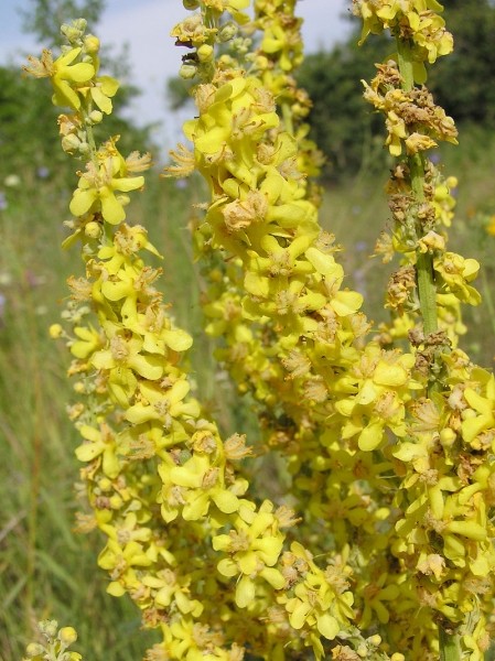 Pflanzenbild gross Lampen-Königskerze - Verbascum lychnitis
