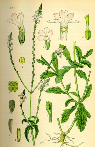Pflanzenbild gross Eisenkraut - Verbena officinalis