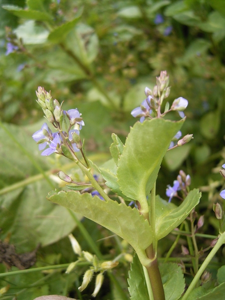 Pflanzenbild gross Bachbungen-Ehrenpreis - Veronica beccabunga