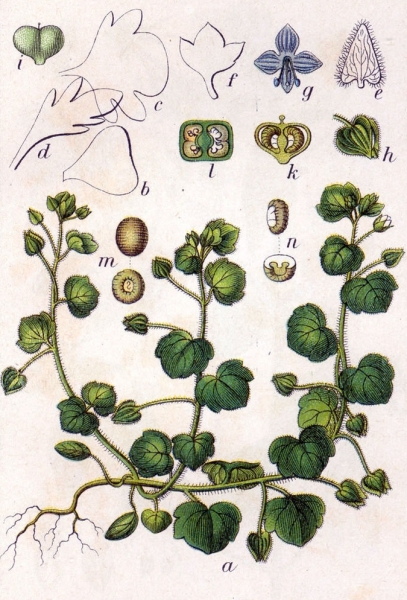 Pflanzenbild gross Efeu-Ehrenpreis - Veronica hederifolia