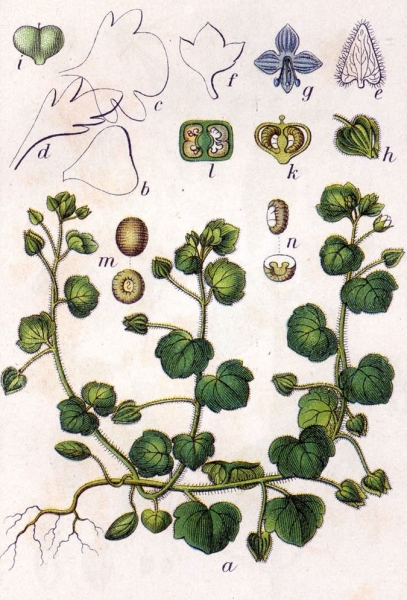 Pflanzenbild gross Efeu-Ehrenpreis - Veronica hederifolia