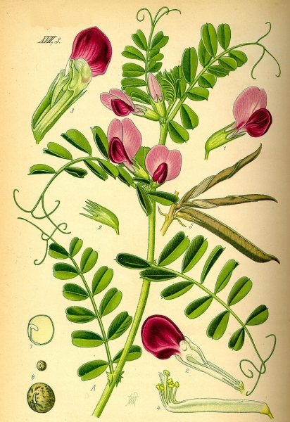 Pflanzenbild gross Futter-Wicke - Vicia sativa
