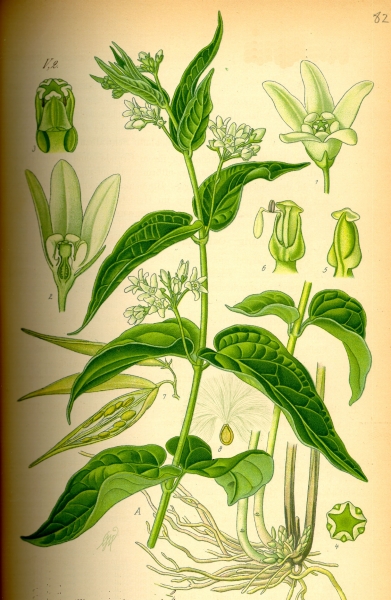 Pflanzenbild gross Schwalbenwurz - Vincetoxicum hirundinaria