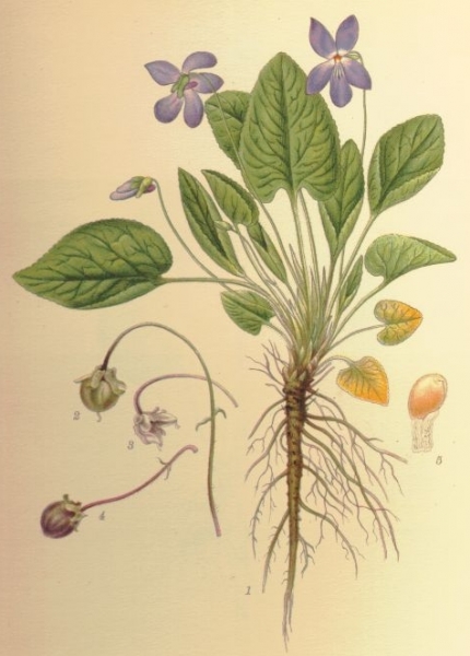 Pflanzenbild gross Behaartes Veilchen - Viola hirta