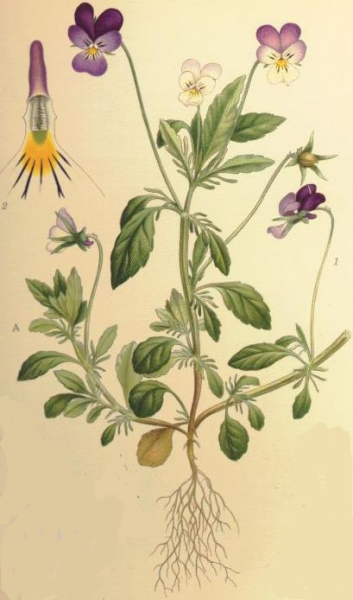 Pflanzenbild gross Gewöhnliches Feld-Stiefmütterchen - Viola tricolor